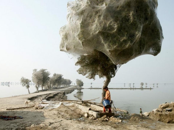 Bebábozódott fák a pakisztáni Sidh-ben