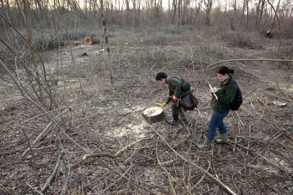A Közép-Tisza-vidéki Vízügyi Igazgatóság munkatársai engedély nélkül kivágott fák csonkjait mérik egy erdőparcellában Tiszafüred és Poroszló között, a Tisza árterén.