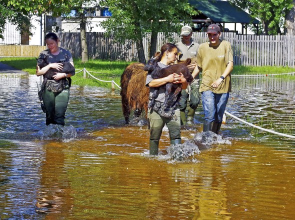 Állatokat mentenek ki a gondozók az elöntött kifutójukból 2013. június 9-én. A megáradt Duna vize miatt a győri Xantus János Állatkertben belvíz keletkezett, több terület víz alá került