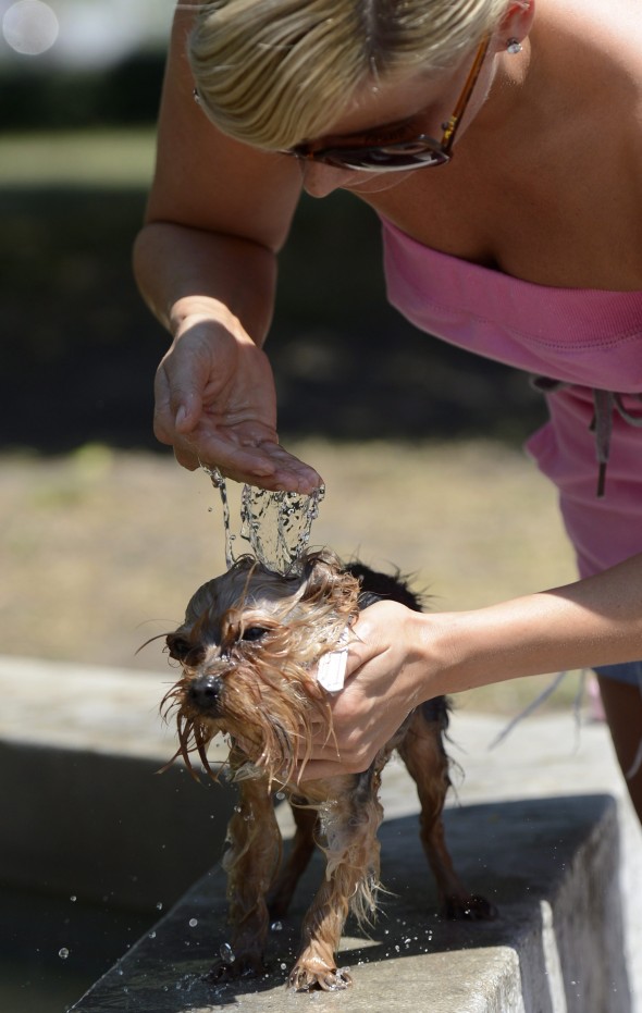 Egy nő fürdeti kutyáját egy szökőkútban a belvárosi Erzsébet téren 