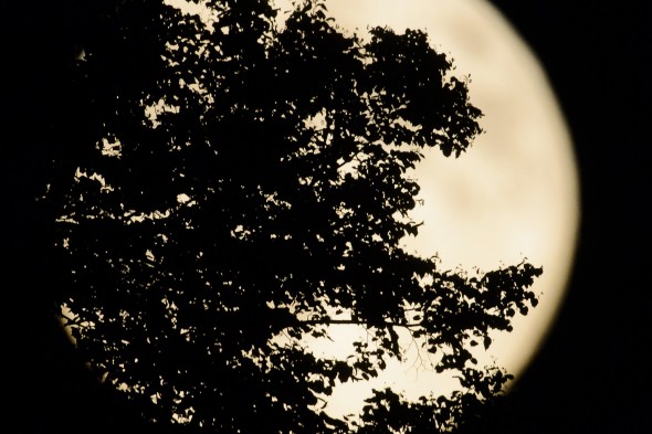 A Hold egy fa lombja mögött Somoskőújfalu közeléből fotózva 