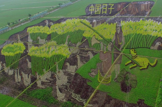 Egy rizsföld háromdimenziós hatású ültetvénye az északkelet kínai Liaoning tartomány fővárosában, Senjangban 2015. június 25-én.