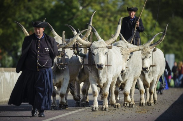 Hatökrös szekeret hajtanak pásztorok a hortobágyi kilenclyukú híd lábánál tartott Szent Dömötör-napi behajtási ünnepen 2015. október 24-én.