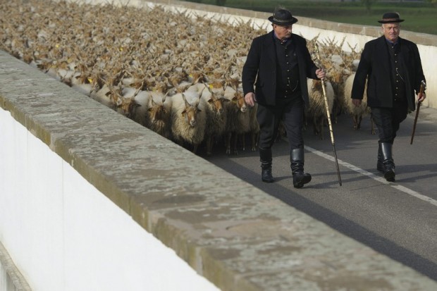Rackanyájat hajtanak pásztorok a hortobágyi kilenclyukú híd lábánál tartott Szent Dömötör-napi behajtási ünnepen 2015. október 24-én.