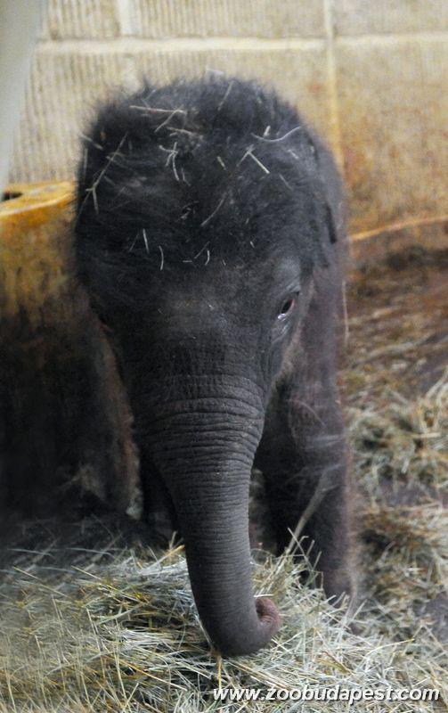 Elefántbébi született a fővárosi állatkertben