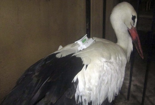 Kémnek néztek egy magyar gólyát Egyiptomban