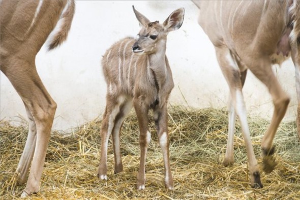 Különleges antilop született a Nyíregyházi Állatparkban