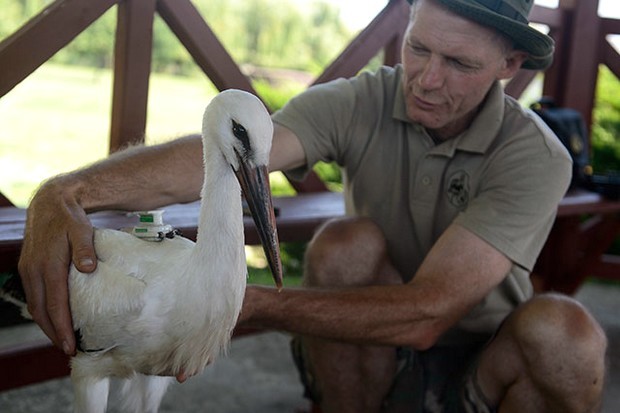 Dél-Afrikáig repült egy Nógrád megyei magyar gólya