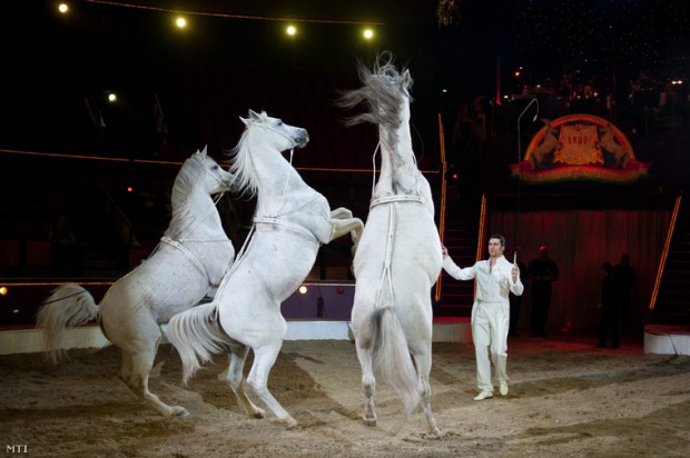 Hungarikummá minősítik a magyar cirkuszi lovas akrobatikát
