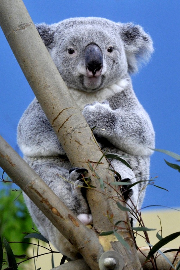 Péntektől láthatók a koalák a Fővárosi Állatkertben