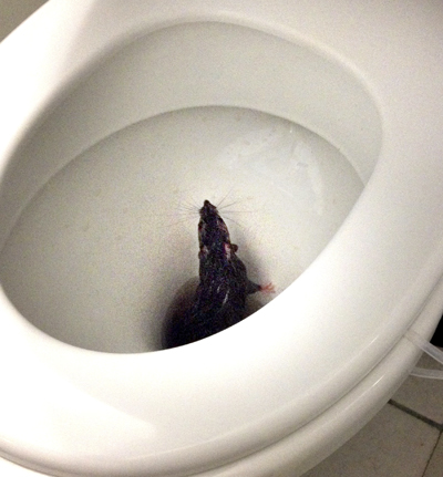 Patkány bújt ki a panel vécéjéből Szegeden