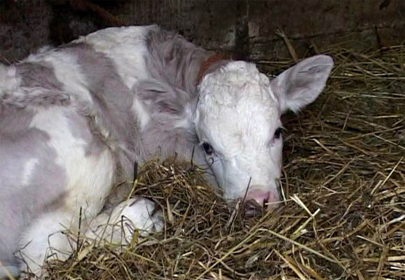 Lila tehén született Szerbiában